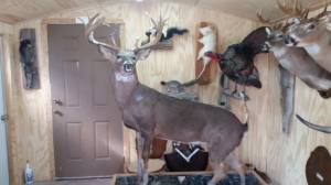 Full deer mount