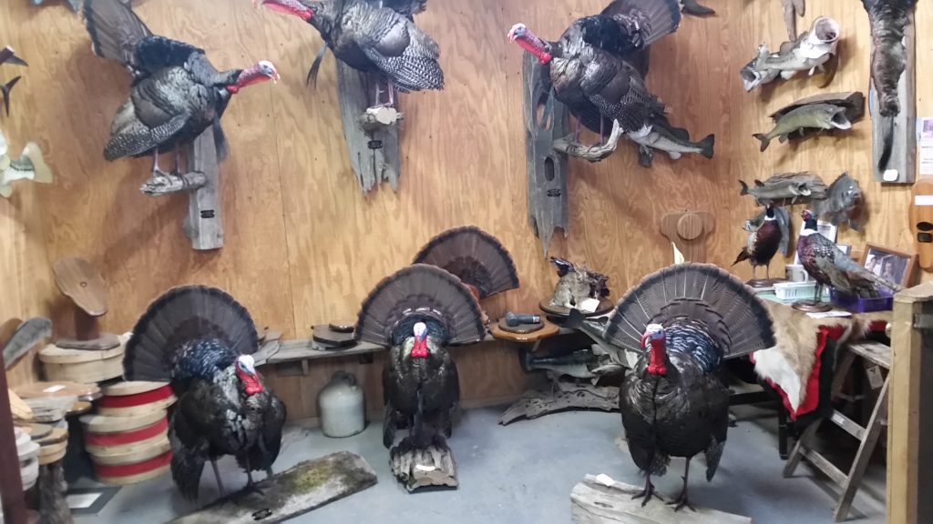 Turkeys mounted in the showroom