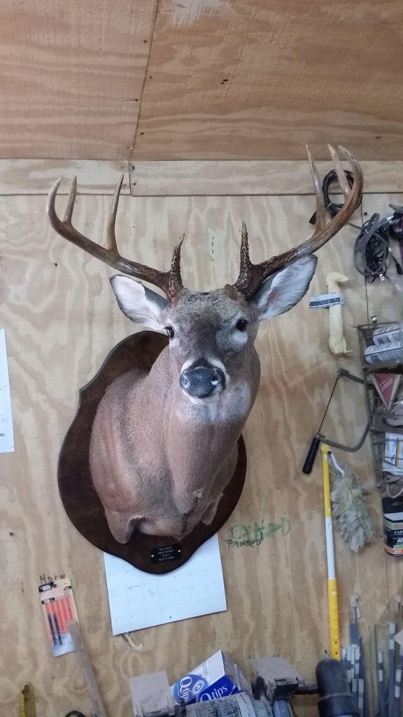 Wide Rack Mounted Deer