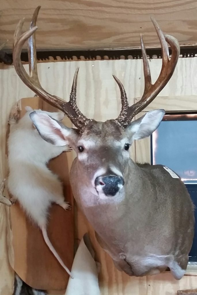 Deer in front of Albino Possum