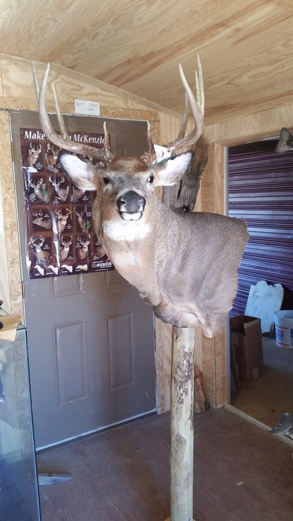 Deer on pedestal mount